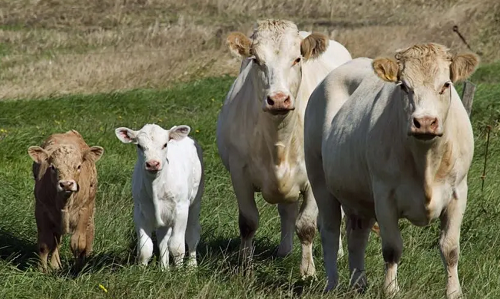 属牛的宝宝取名字有什么讲究 属牛的宝宝起名宜忌字